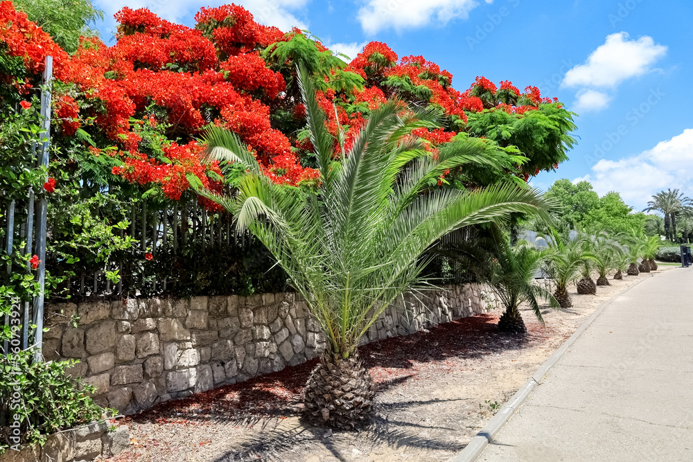 View of city street with palm trees and red flowers