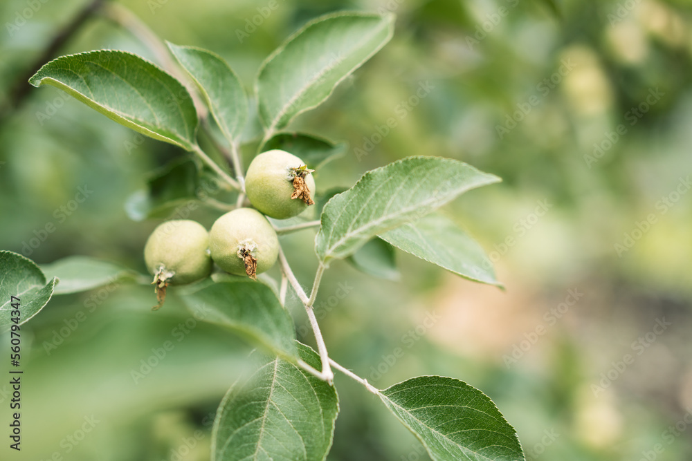 Pear tree branch with green leaves and unripe fruits.