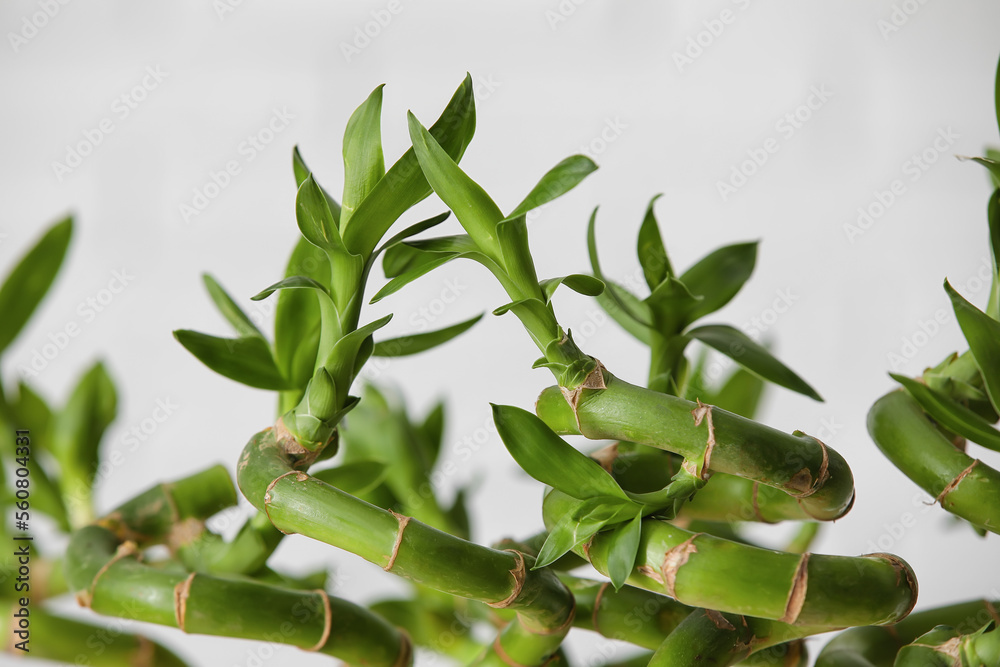 Bamboo stems on light background, closeup