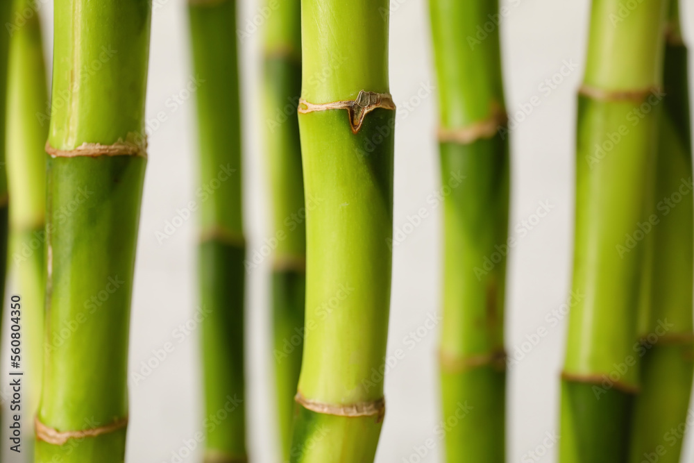 Bamboo stems on light background, closeup