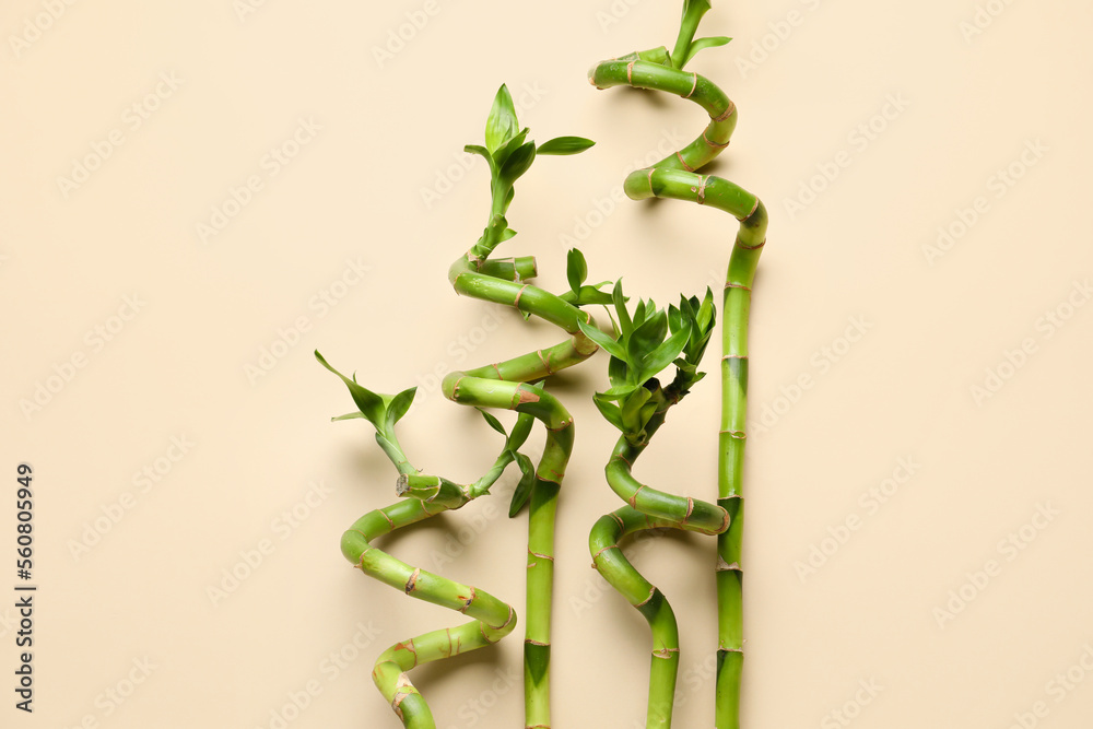 Bamboo stems on light beige   background