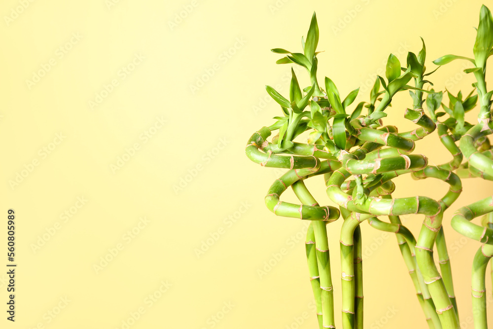 Bamboo stems on yellow background