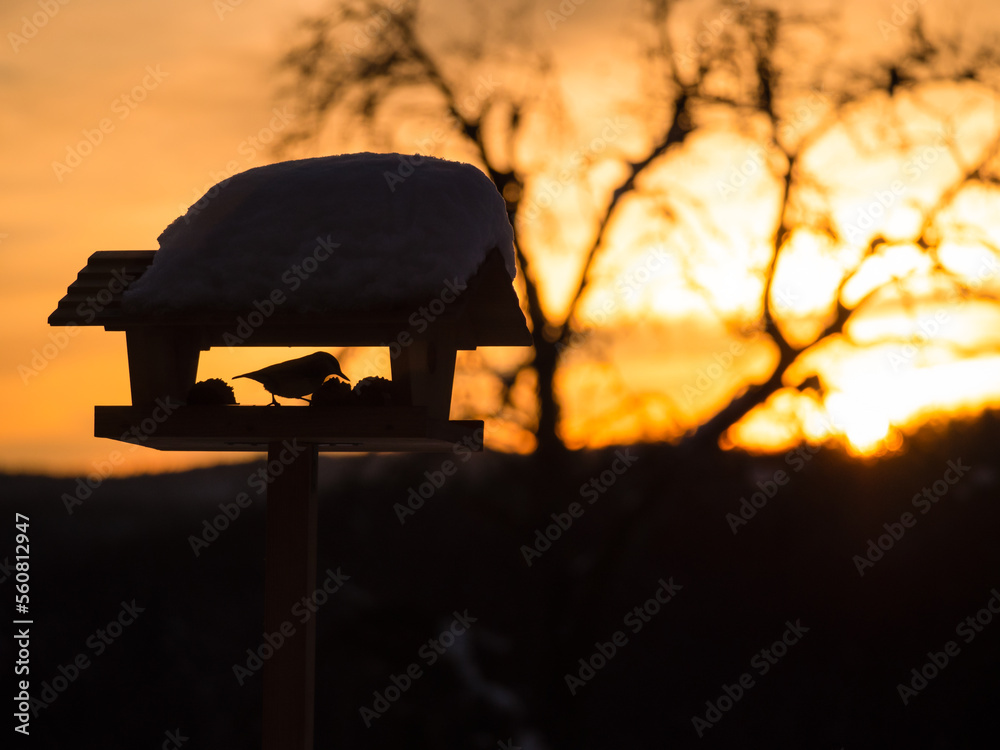 Silhouette of a bird visiting snowy birdhouse in stunning golden winter sunlight