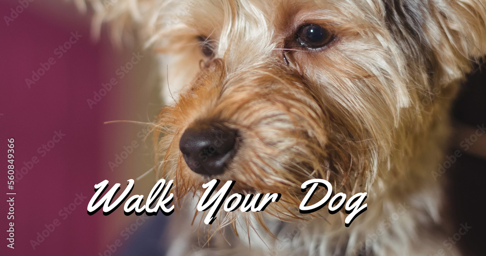 Image of walk your dog text in white, over close up of yorkshire terrier pet dog looking up