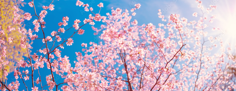 Cherry tree blossoming in spring in natural park.