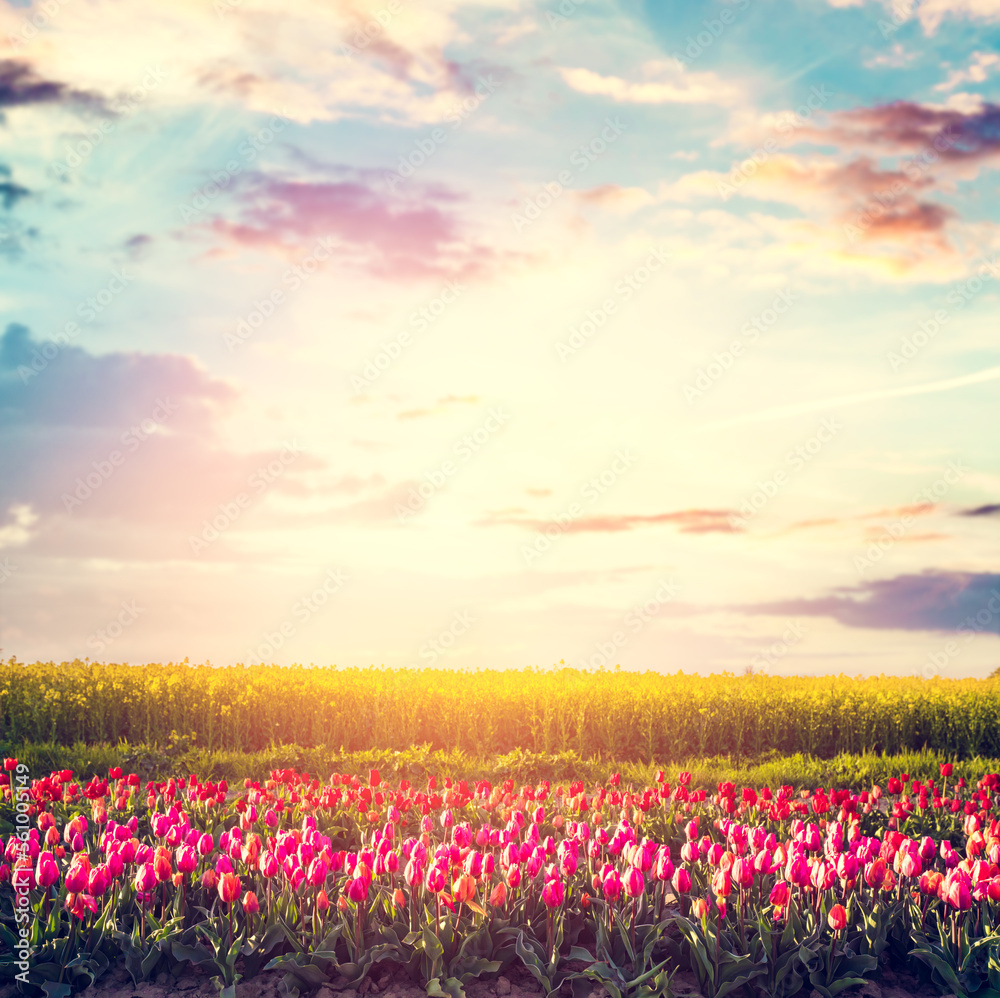 Tulip flowers field at sunset in spring