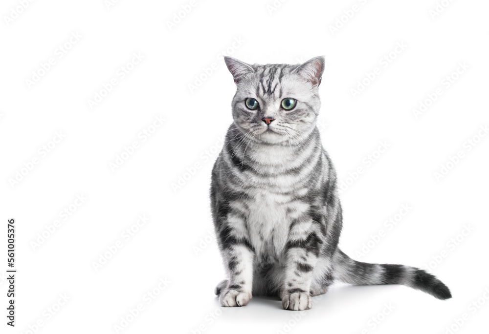 Kitten isolated on white. British shorthair silver tabby cat breed