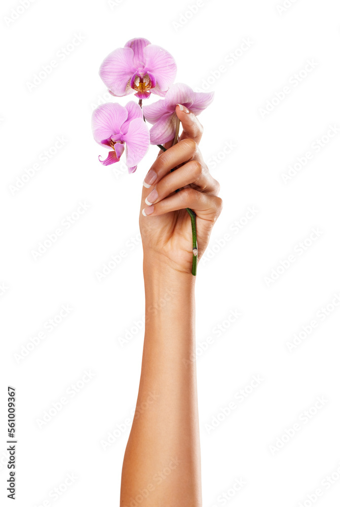 Orchid flower, woman and hand with manicure nails for spa or beauty salon treatment on white backgro