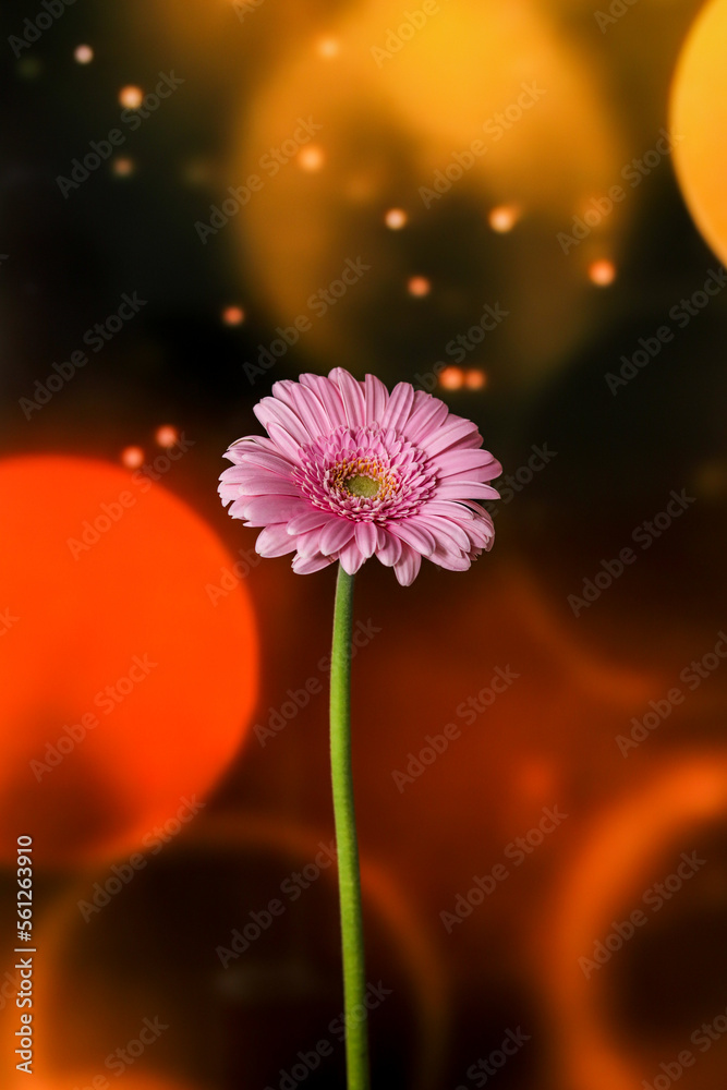 daisy flower on the circle background 