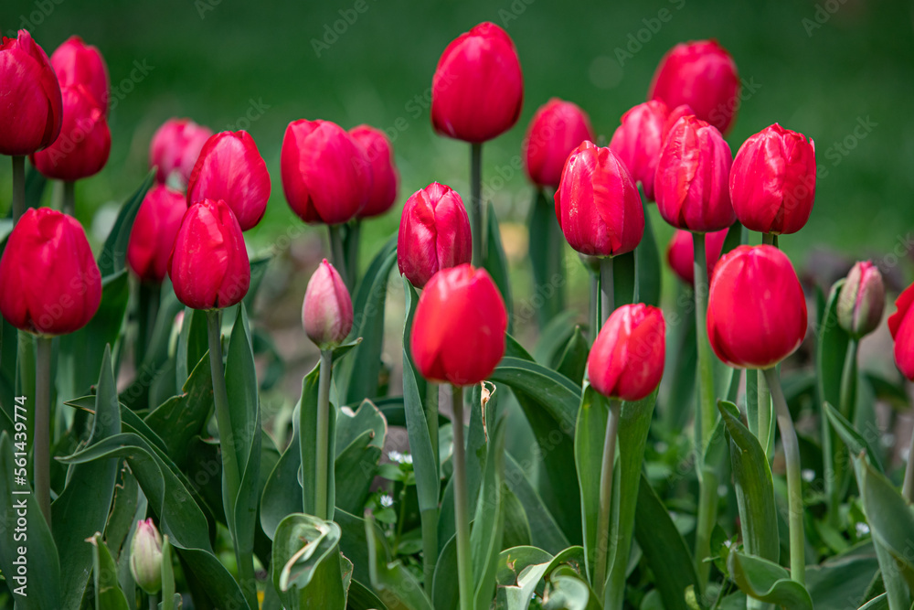 Bright tulip flowers, spring nature.