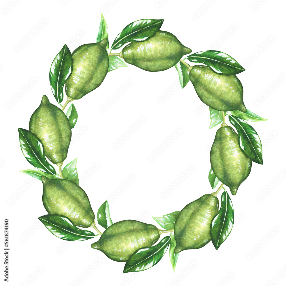 Lime with a leaf round wreath. Green fruit. Watercolor illustration. Isolated on a white background.