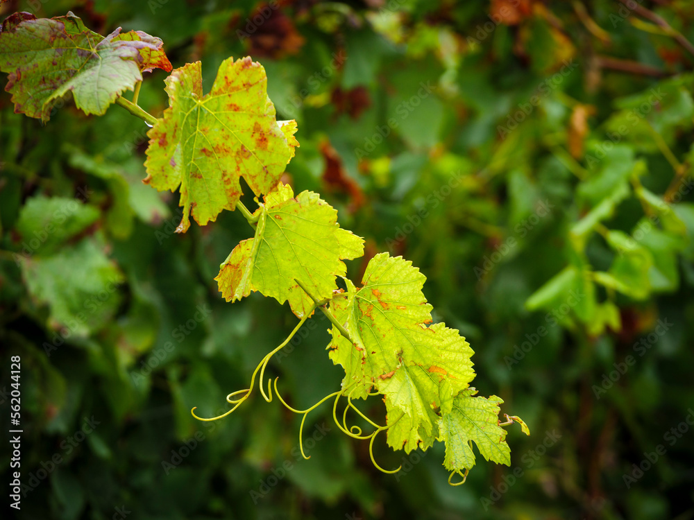 Grape vines growing in the Overberg, Western Cape, South Africa.