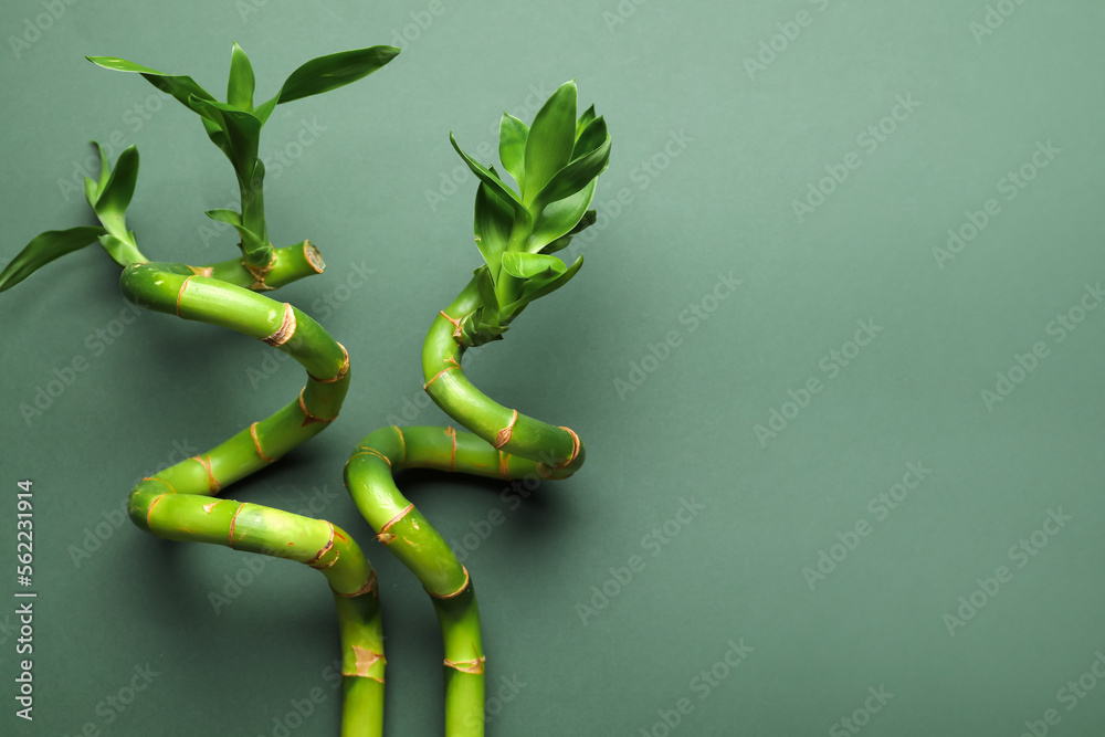 Bamboo stems with leaves on green background, closeup