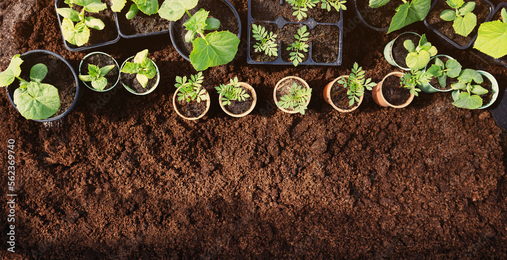 Background of the black soil with many pots of young sprouts of plants standing on it.