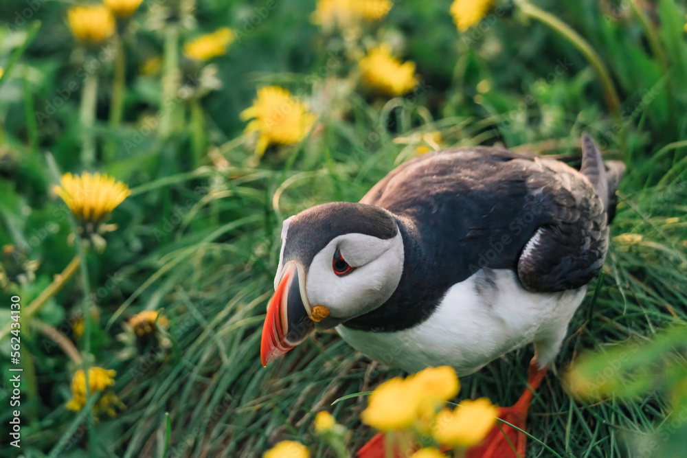 Adorable Atlantic Puffin bird living on the cliff with yellow flower by coastline in north atlantic 