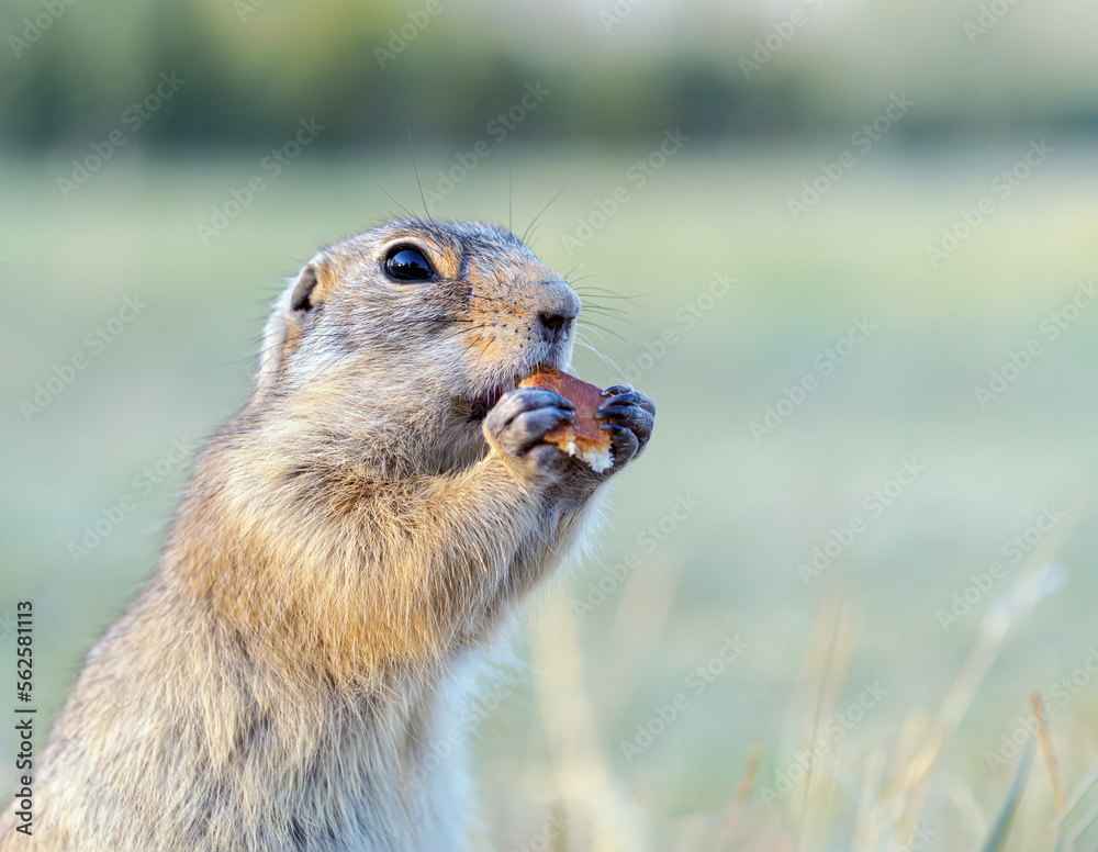 Portrait of a gopher on the grassy lawn. Close-up