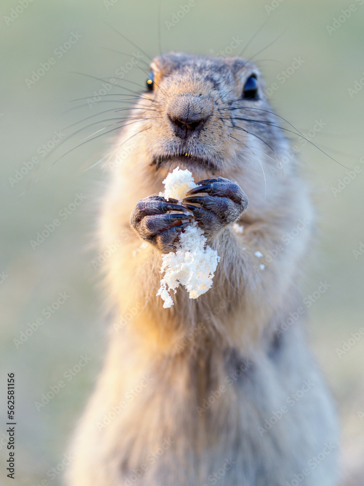 草地上的Gopher正在看着镜头。特写