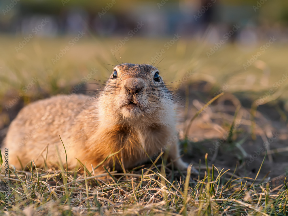 草地上的Gopher正在看着镜头。特写