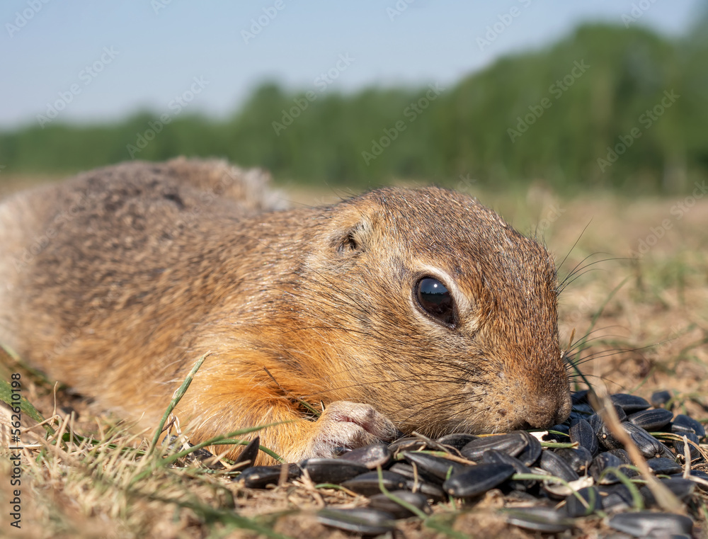 Gopher on the grassy lawn is eating sunflower seeds. Close-up