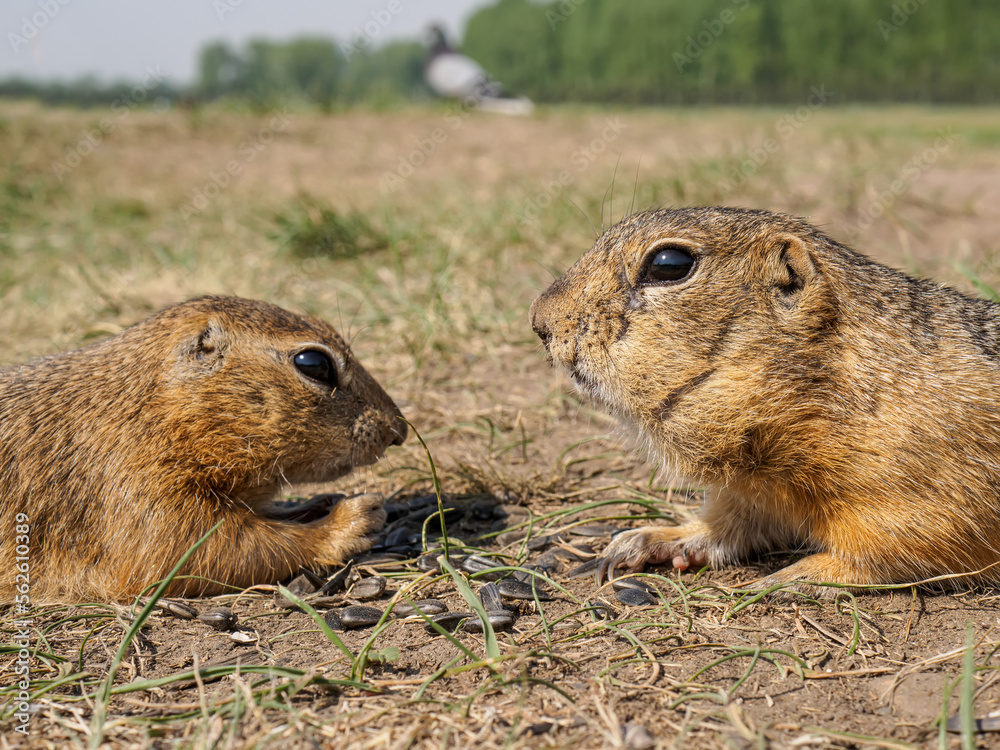 Gophers on the grassy lawn are eating sunflower seeds. Close-up