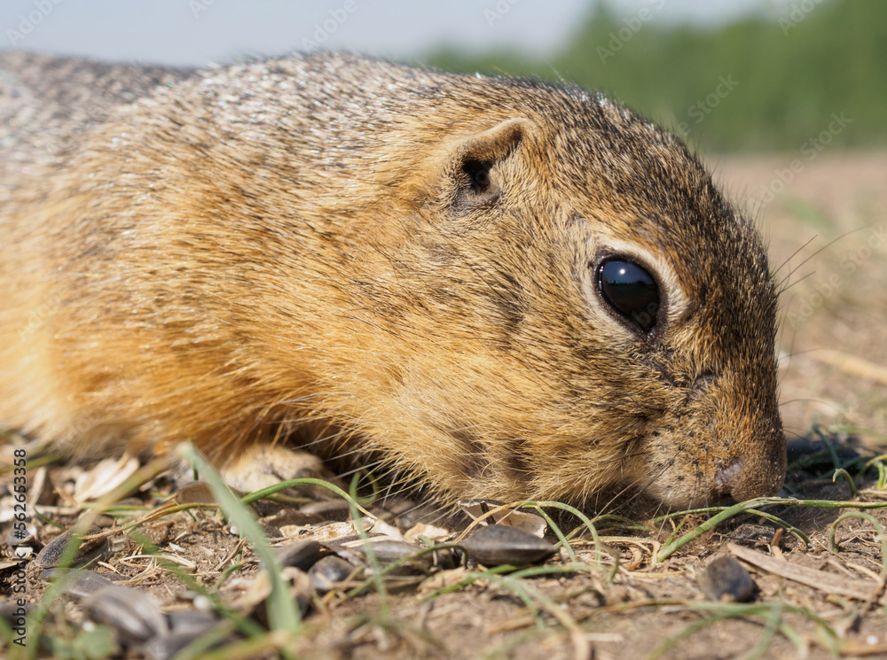 Gopher on the grassy lawn is eating sunflower seeds. Close-up