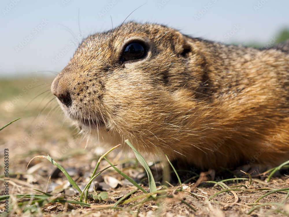 草地上的Gopher正在看着镜头。特写