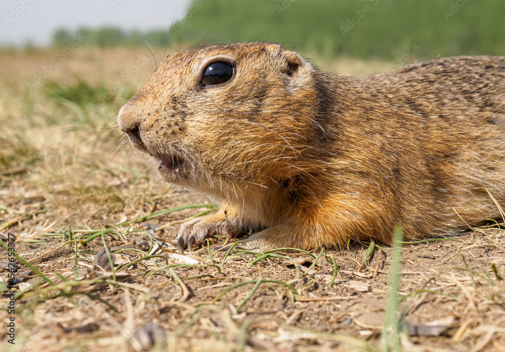 草地上的Gopher正在吃向日葵种子。特写