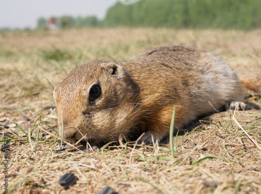 草地上的Gopher正在吃向日葵种子。特写