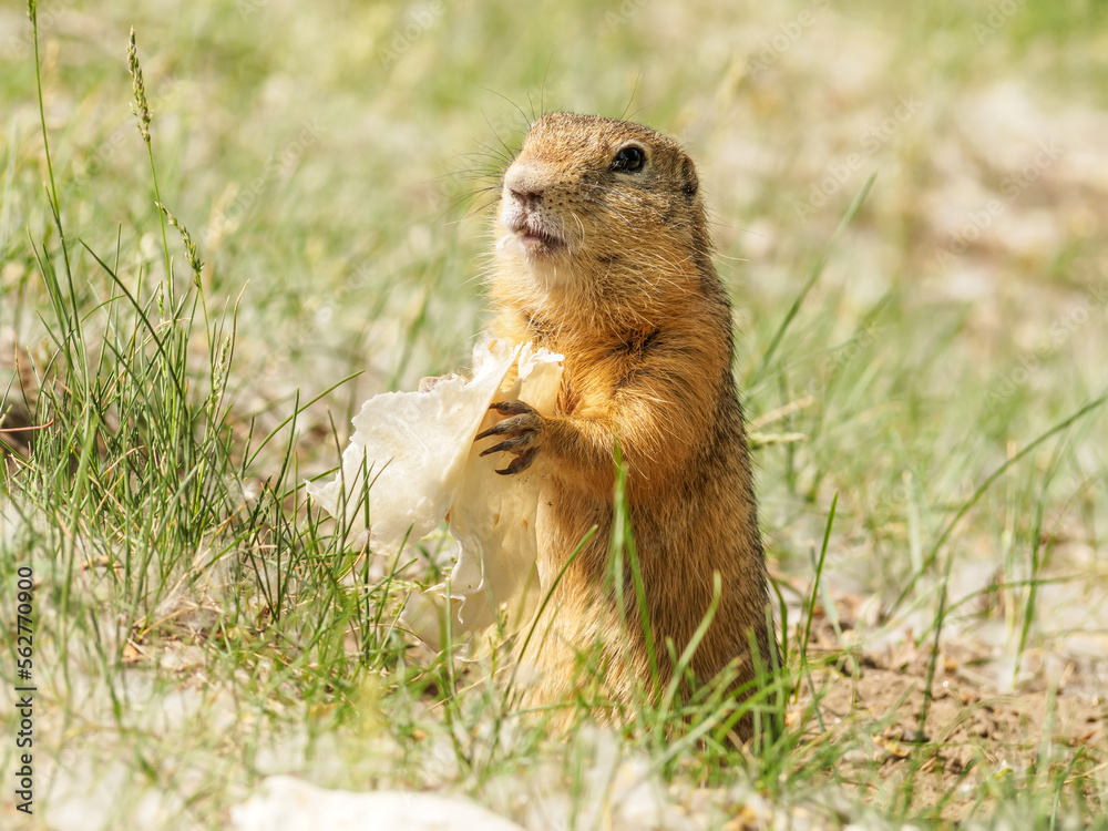 Gopher is eating wheat tortilla on the lawn. Close-up. Portrait of a rodent.