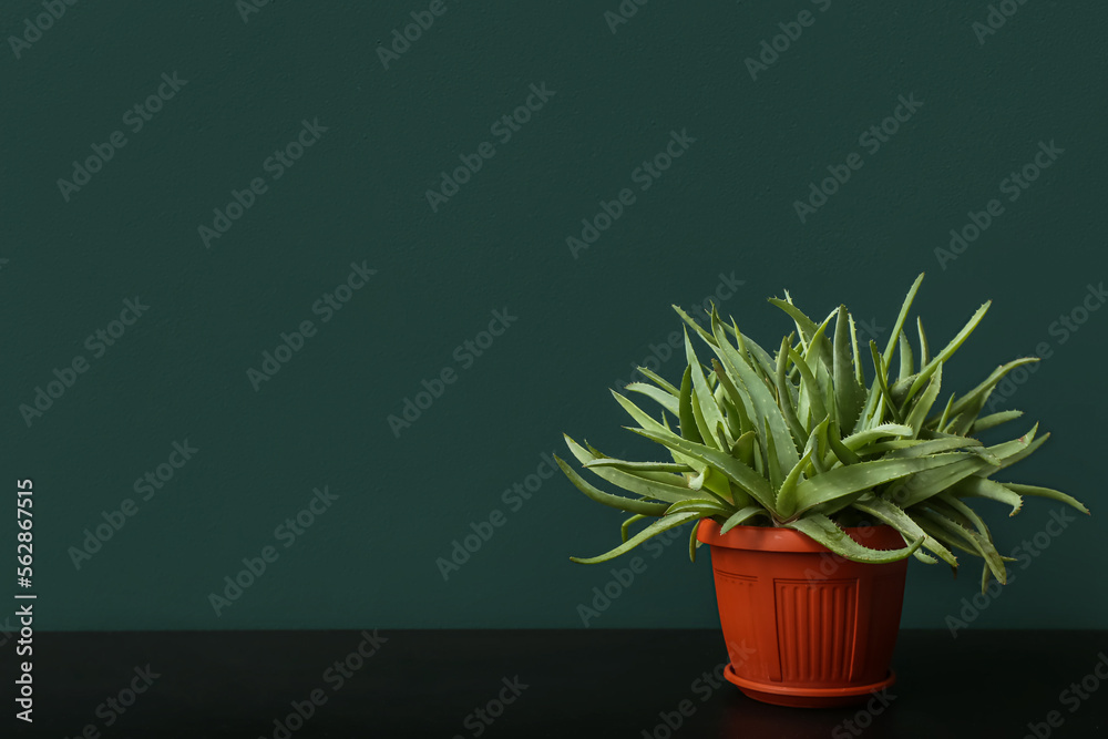 Green aloe vera in pot on table near green wall