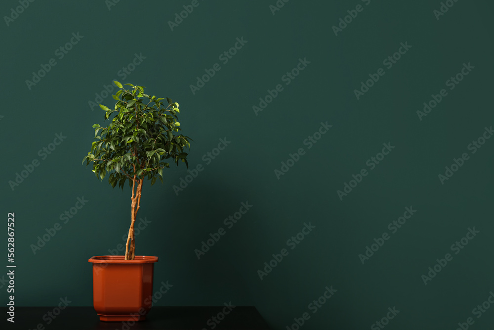 Ficus tree in pot on table near green wall