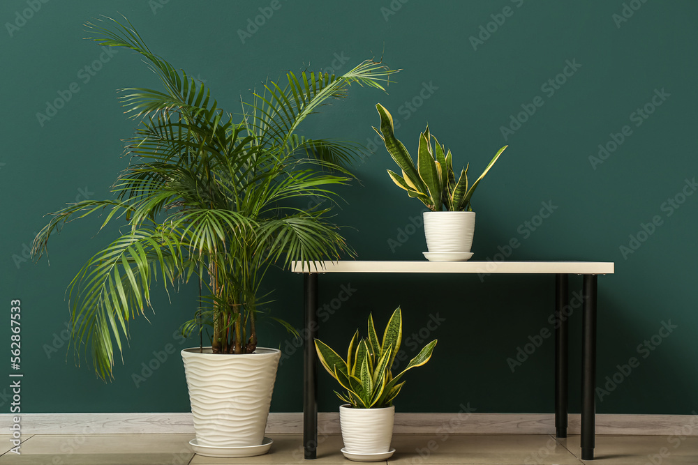 Table with snake plants and palm tree near green wall