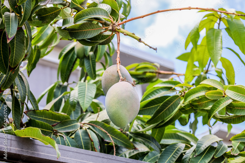 Tree branch with mango fruits outdoors, closeup