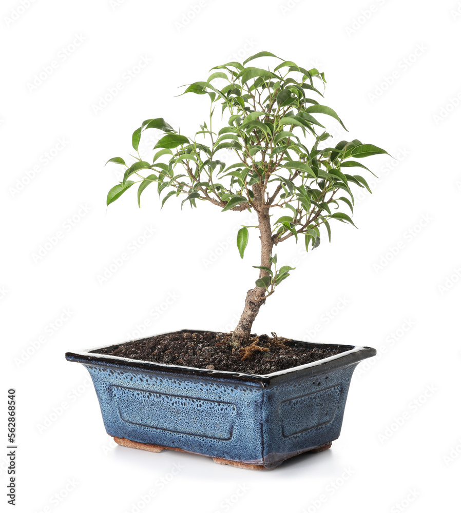 Bonsai tree on white background