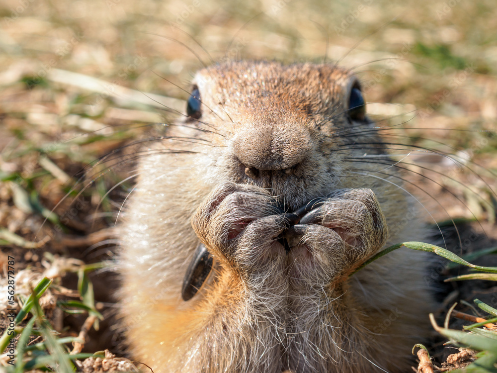 Gopher on the grassy lawn is peeking out of his hole. Close-up