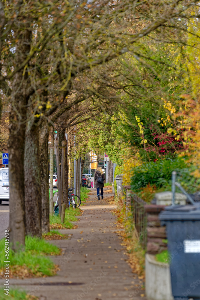 Beautiful tree alley with rear view of woman walking on pavement at City of Zürich on a blue cloudy 