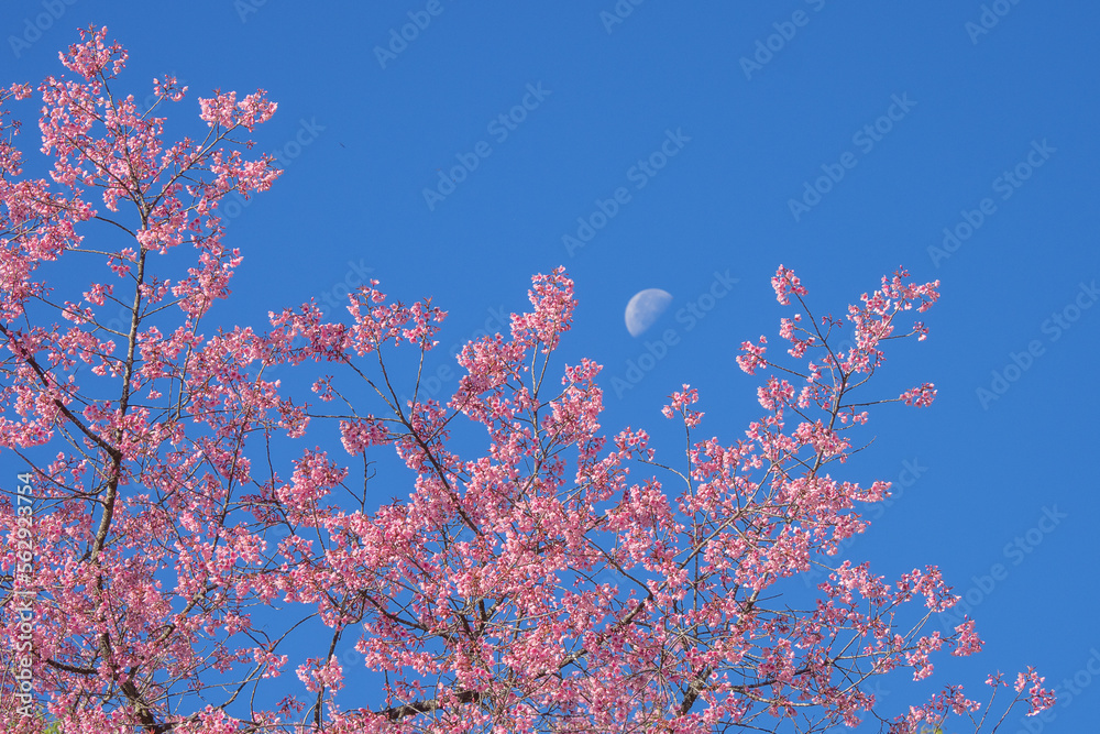 Cherry blossoms in full bloom with beautiful pink petals and moon in day