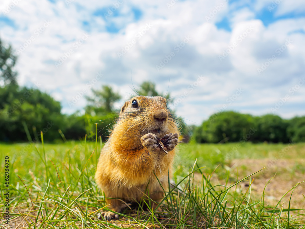 草地上的Gopher正在看着镜头。特写。选择性对焦