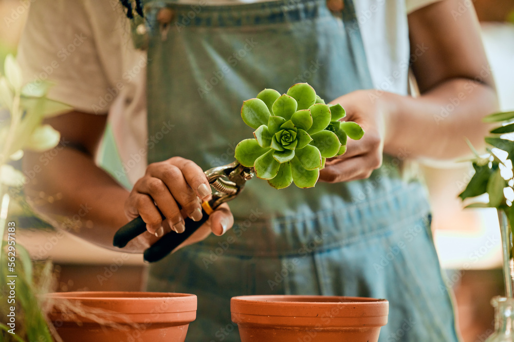 Woman hands, gardening and green plant for sustainability, eco environment and garden or greenhouse.