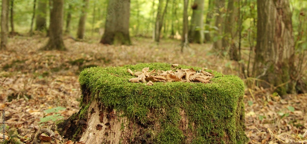 Stamm im Wald Moss und Bläter