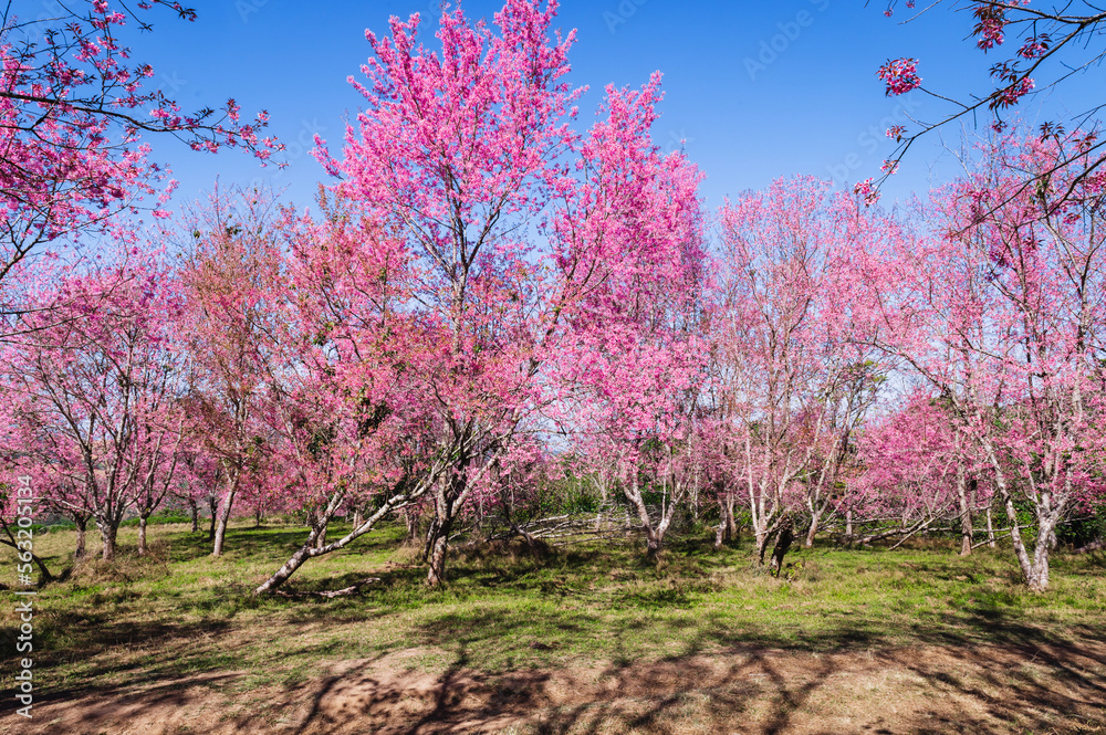 泰国phu lom lo山野生喜马拉雅樱花的枝条