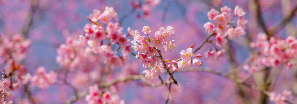 公园野生喜马拉雅樱花特写