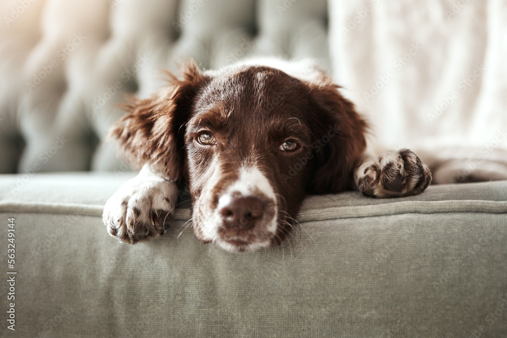 Adorable dog, tired and sofa lying bored in the living room looking exhausted or cute with fur at ho