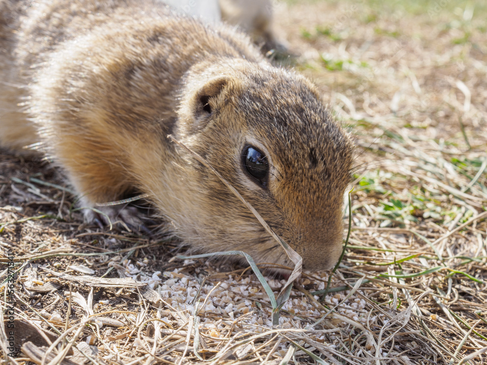 A gopher is eating sunflower seeds in a grassy meadow. Close-up.