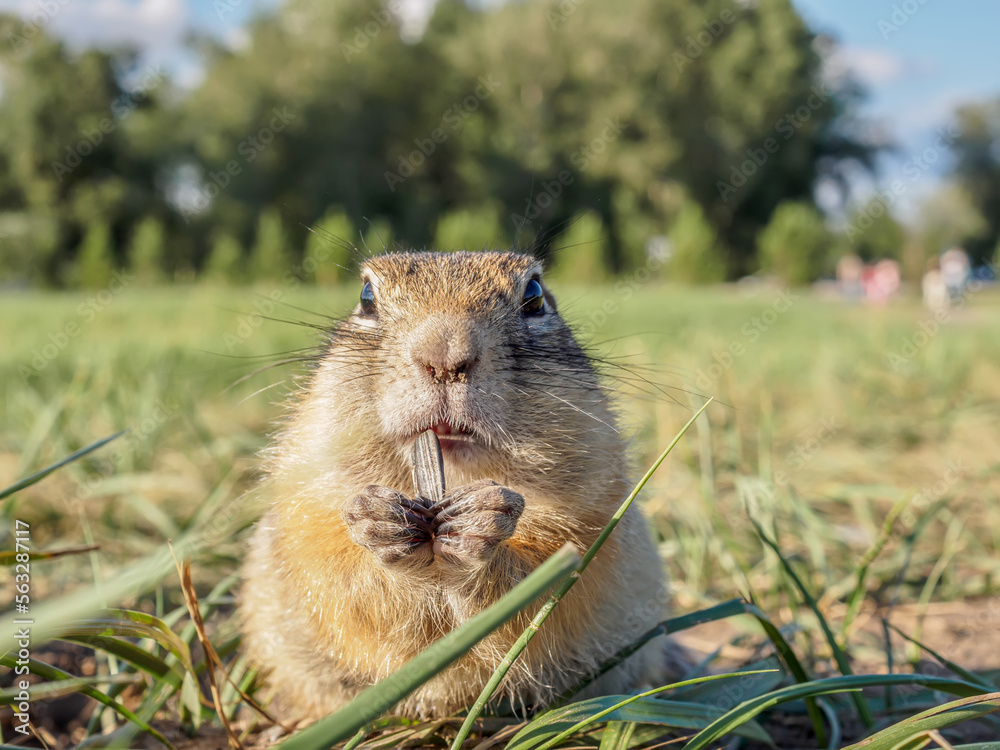 A gopher is eating sunflower seeds in a grassy meadow. Close-up.