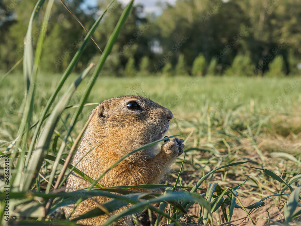 A gopher is eating sunflower seeds in a grassy meadow. Close-up. 