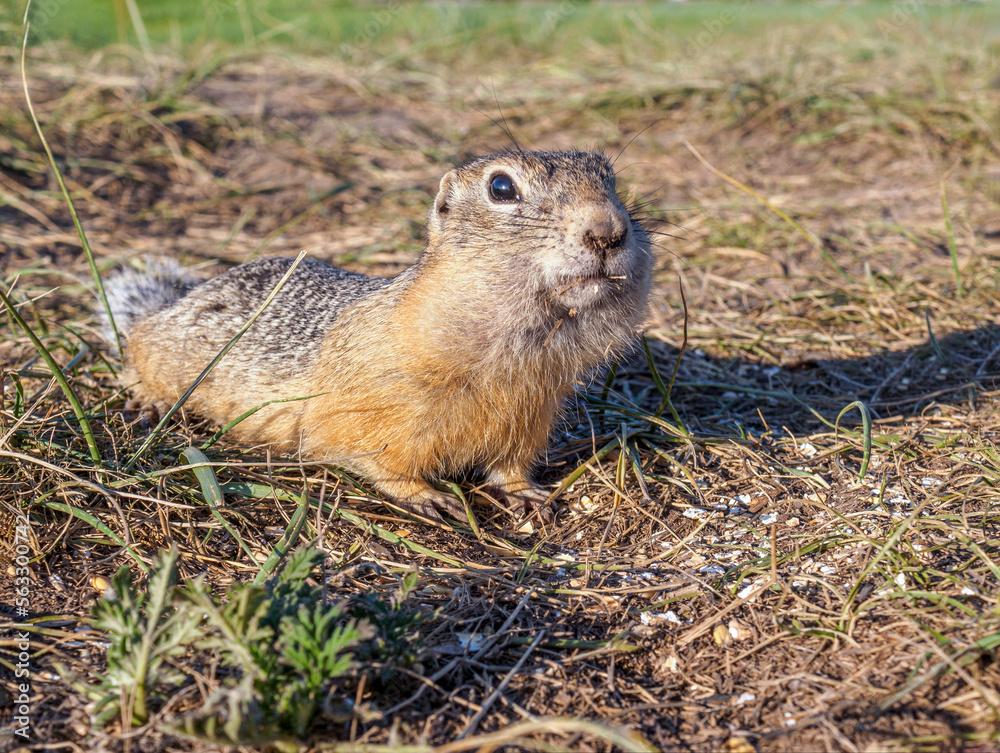 A gopher is looking at camer in a grassy meadow. Close-up.