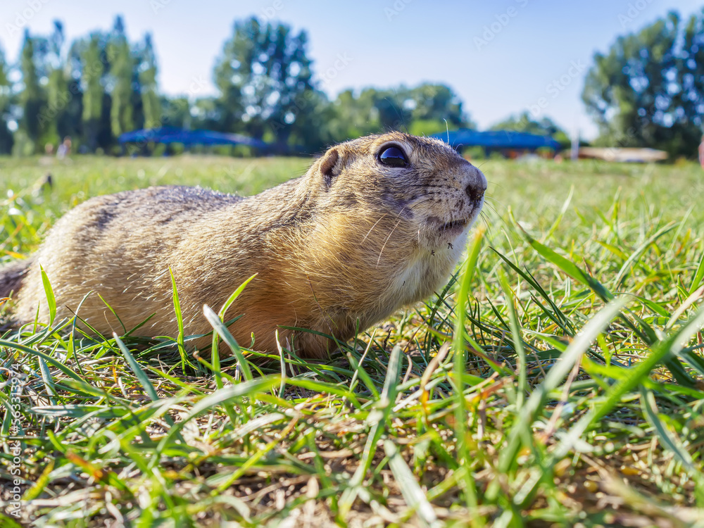 Portrait of a gopher in a grassy meadow. Close-up.