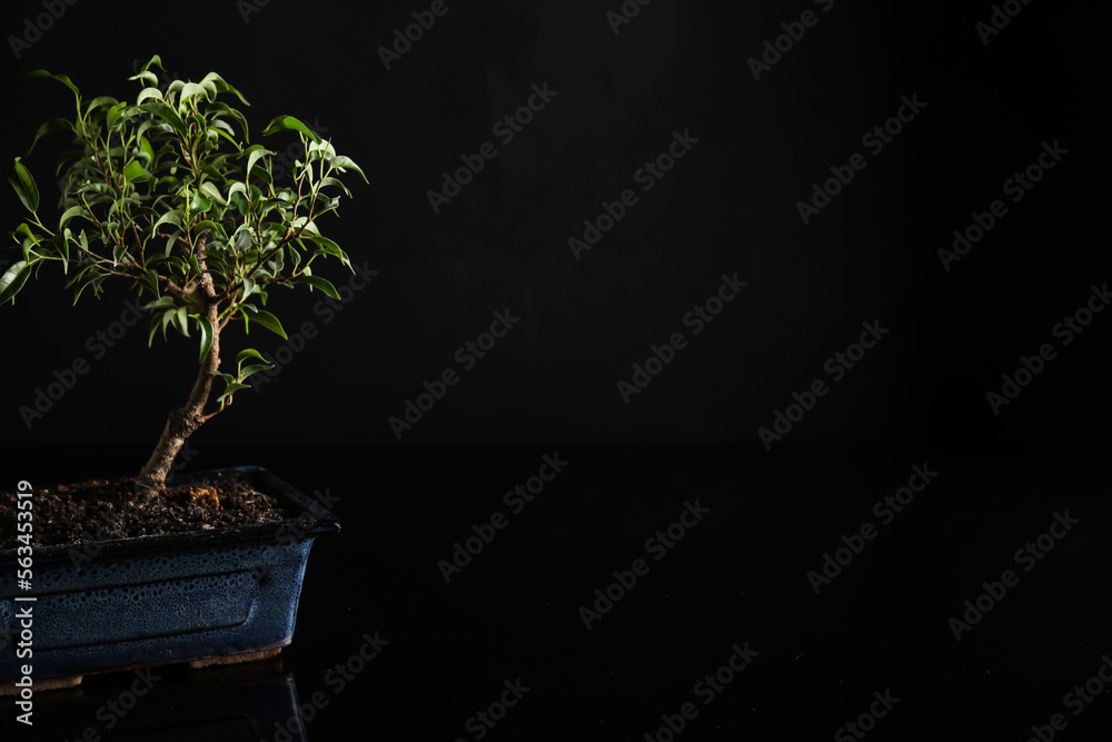 Bonsai tree on black background