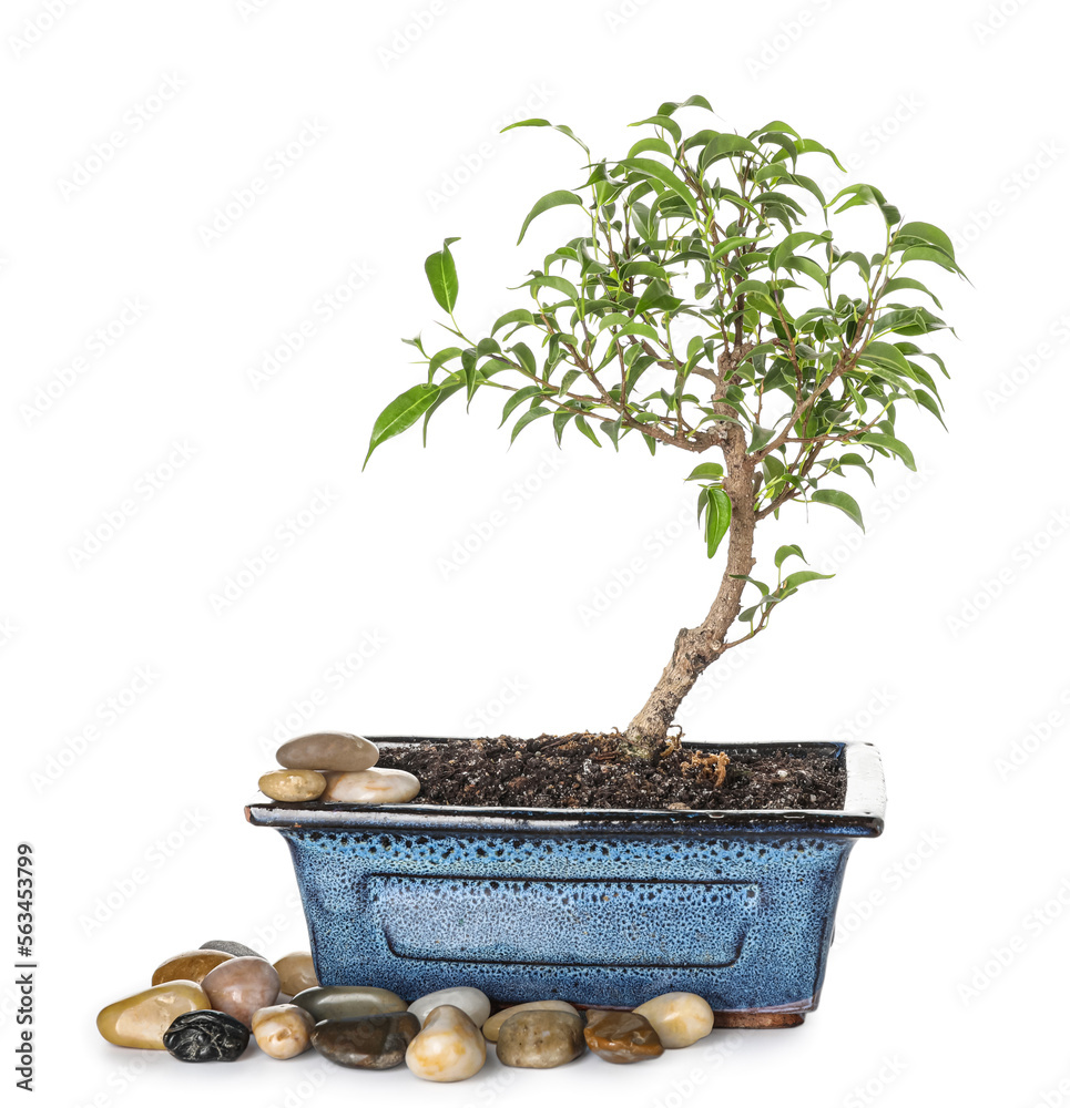 Bonsai tree with pebbles on white background